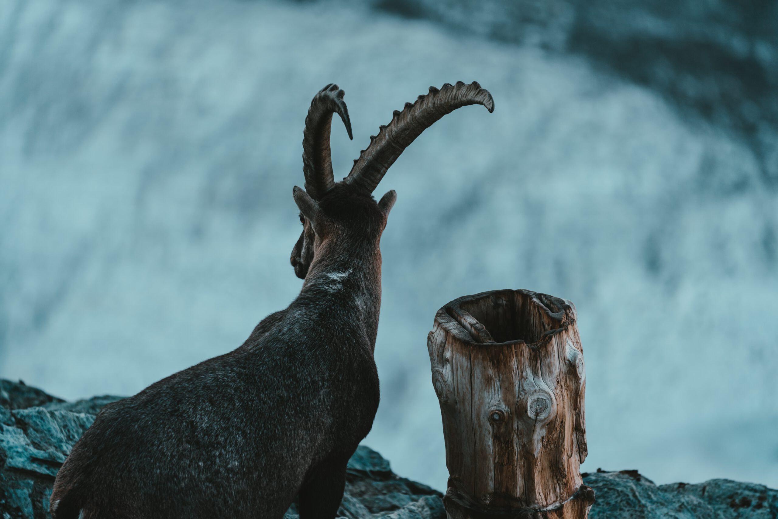 Steenbok-scaled